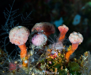 "The Mushroom Forest". All it's missing is a gnome. by Larissa Roorda 